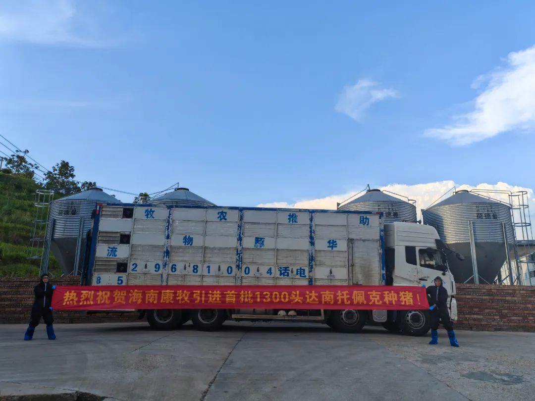 康牧乐东基地成功引种 开启生猪养殖新篇章（海南康牧乐东30万头生态养殖基地奠基）
